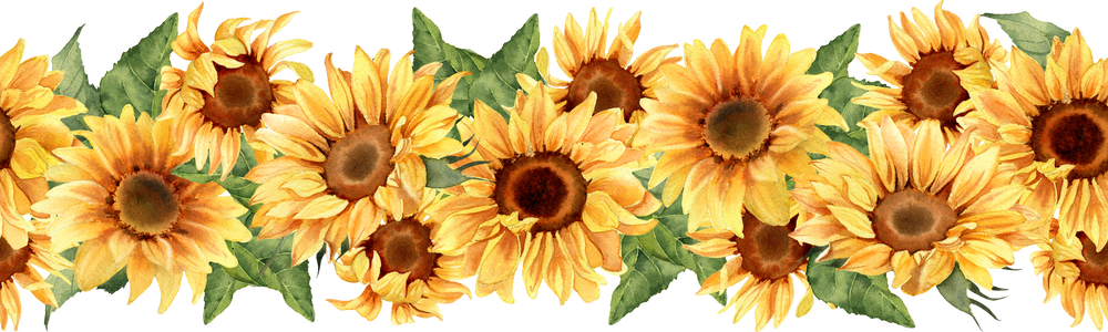 Sunflower seamless border. Watercolor illustration